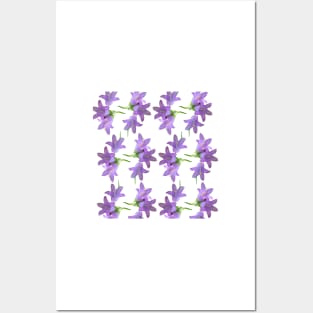 Nettle Leaved Bellflower Posters and Art